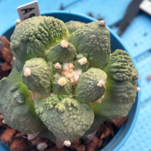 园艺仙人球/牡丹/怒涛/a90