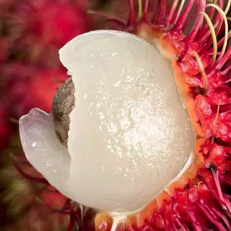 【热卖】新鲜红毛丹水果 毛荔枝热带 鲜果现摘荔枝