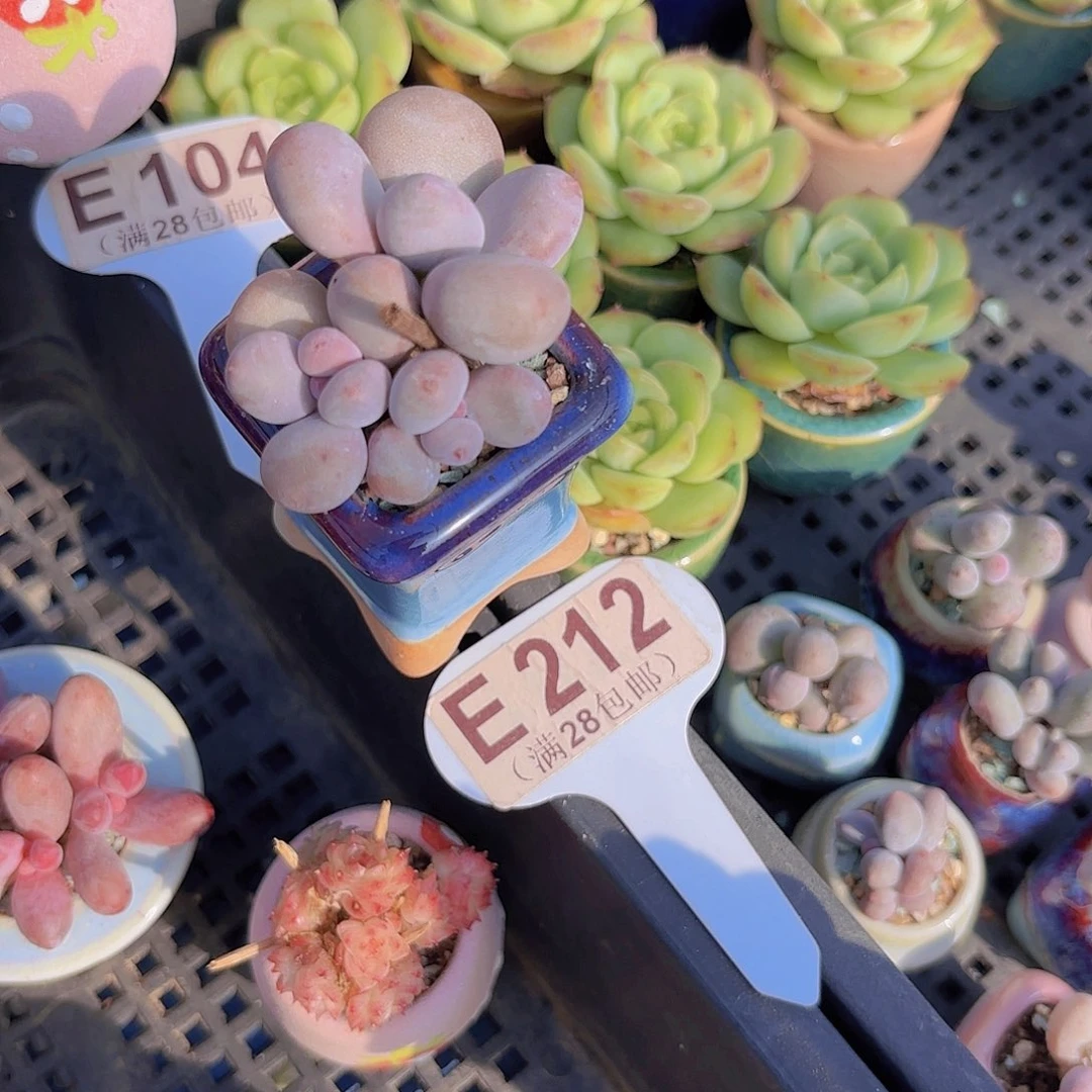 E212彩虹奶一物一拍