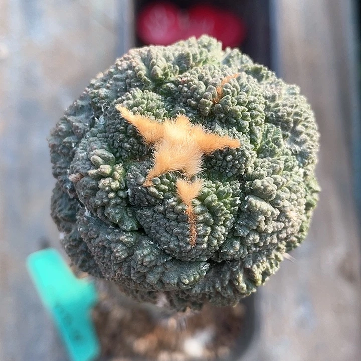 仙人球袖浦接哥斯拉241