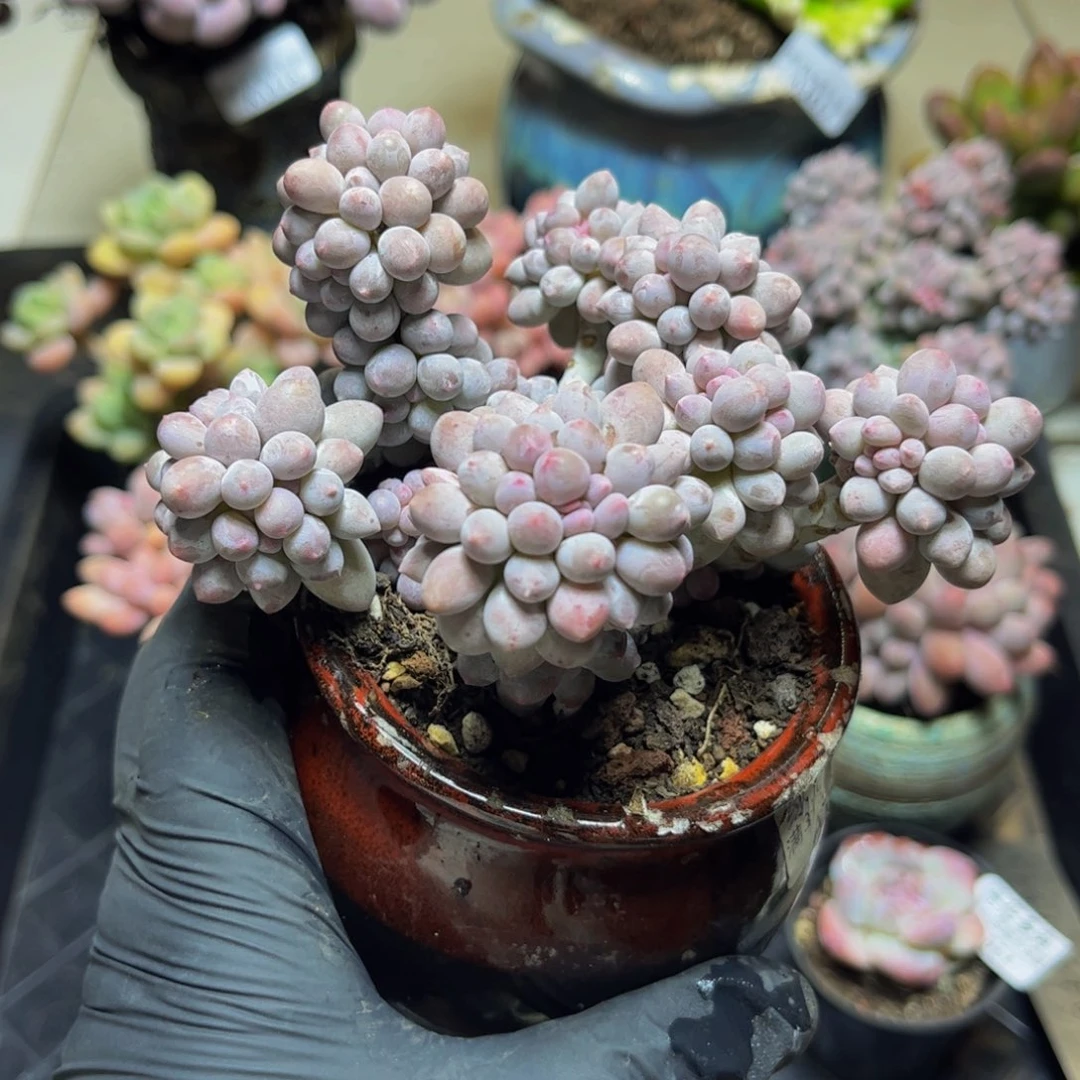 018香水手指奶酪12厘米多肉