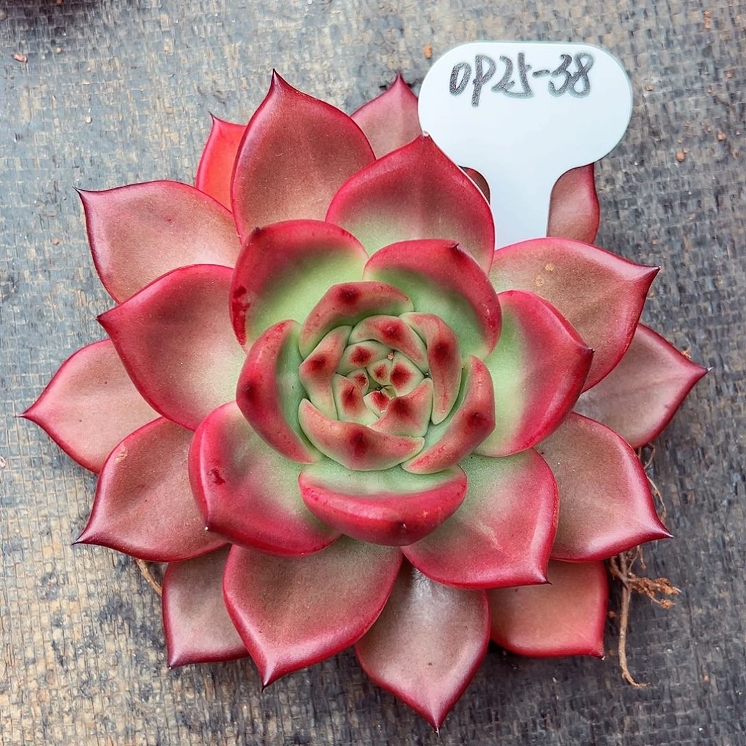 0925-38蜜家粉钻。