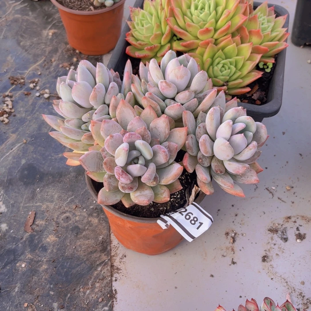 胖美人多肉植物2681