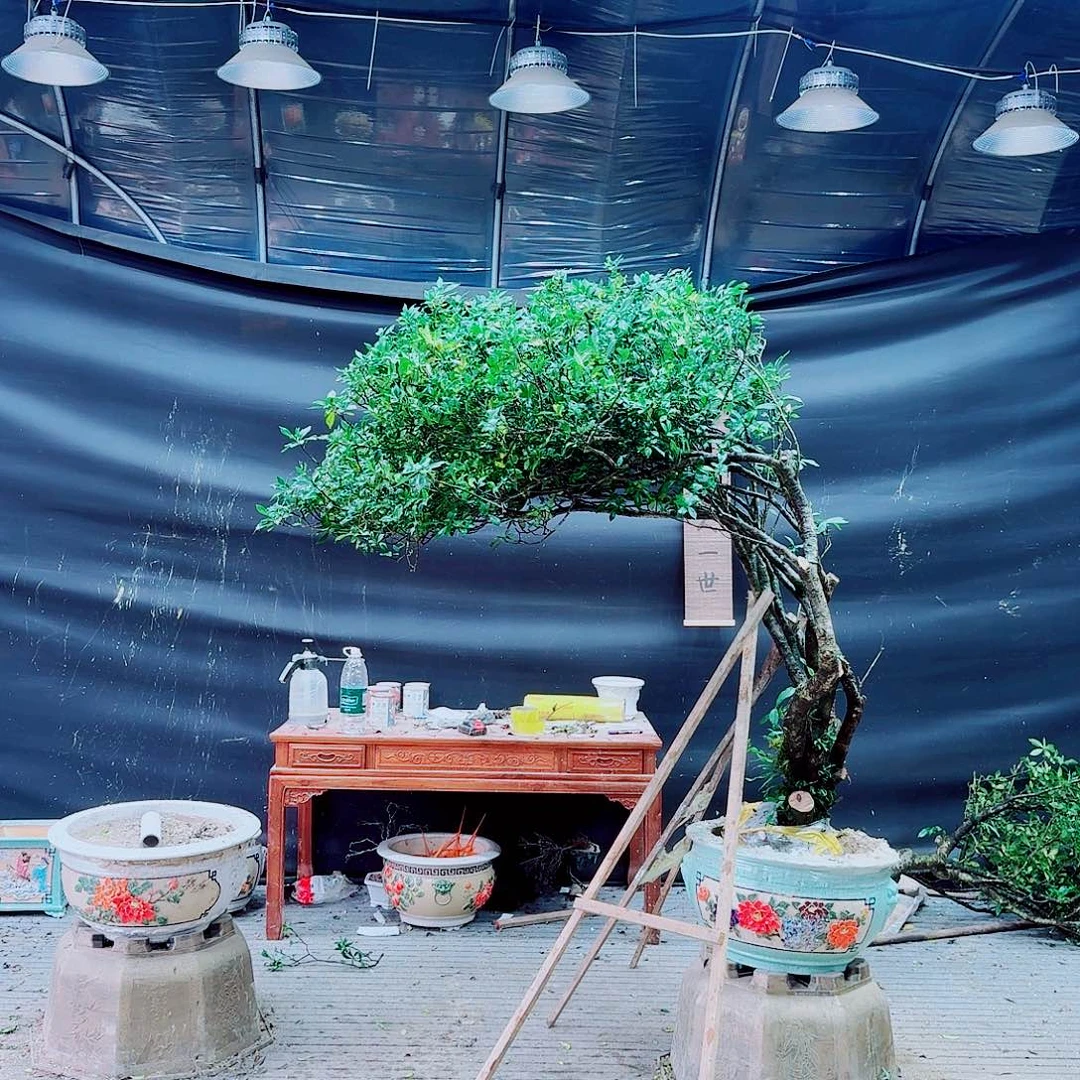 无花朵海岛小叶栀子花