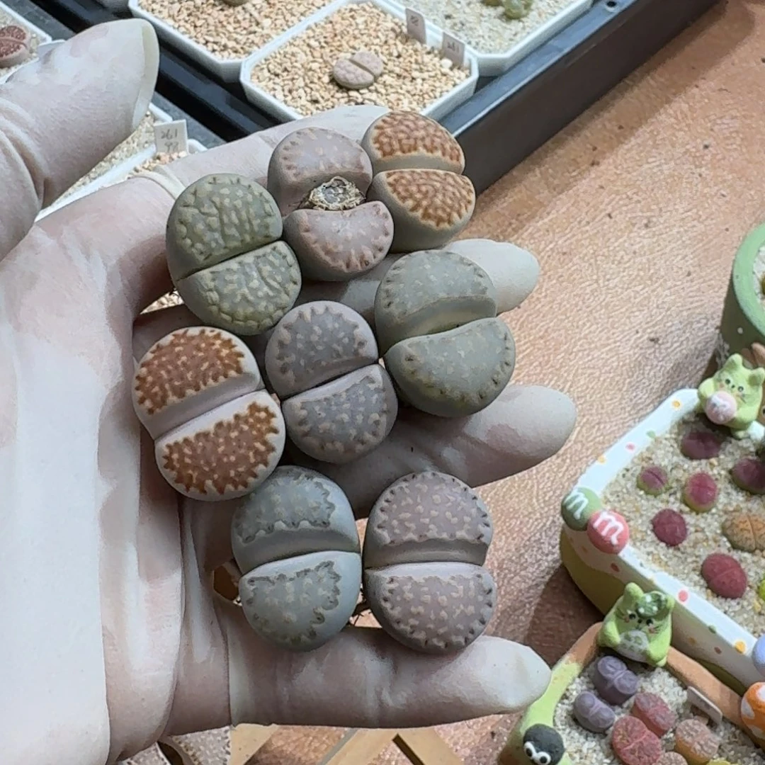 煮***茶0102-014饼干饼干216