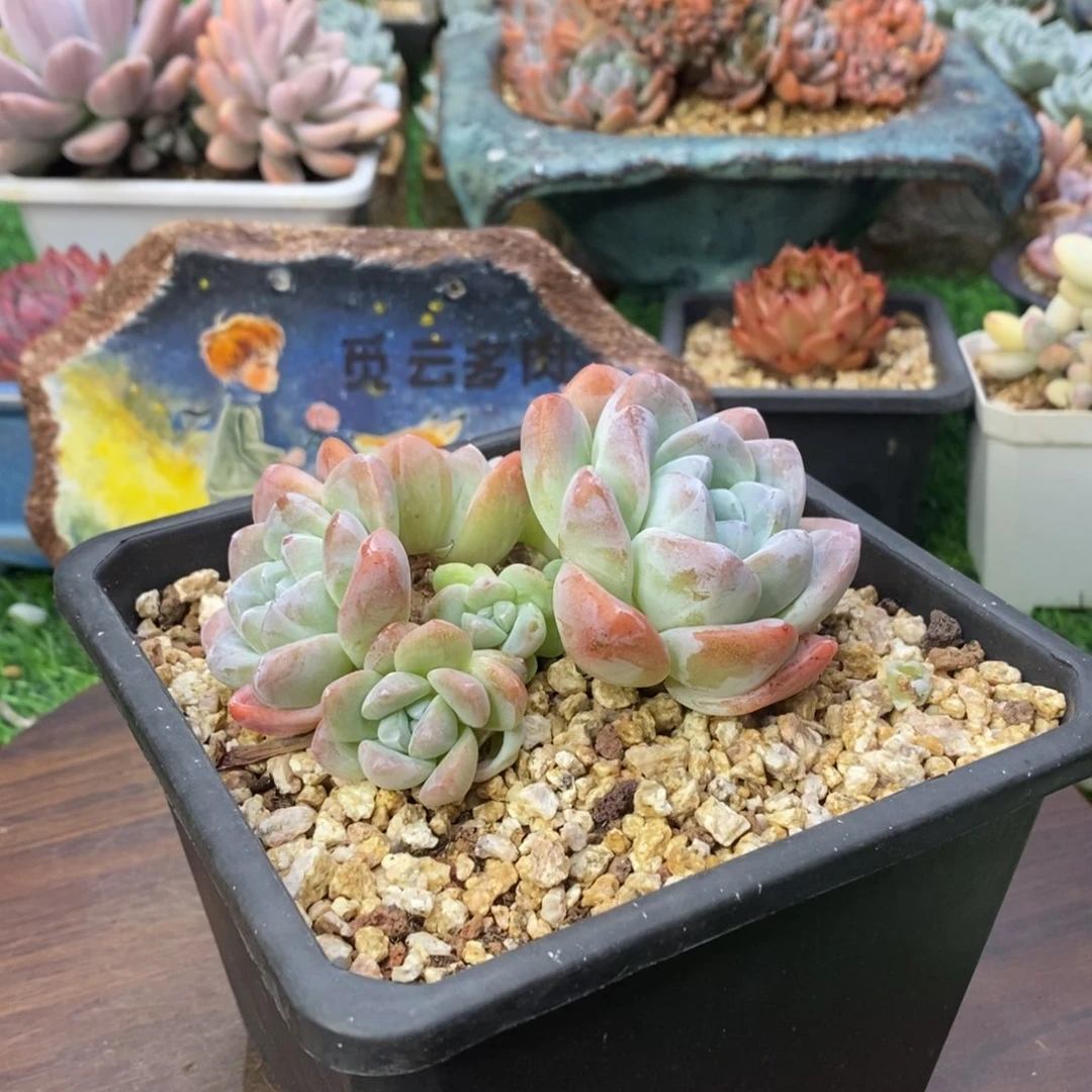 冰玉群生一物一拍