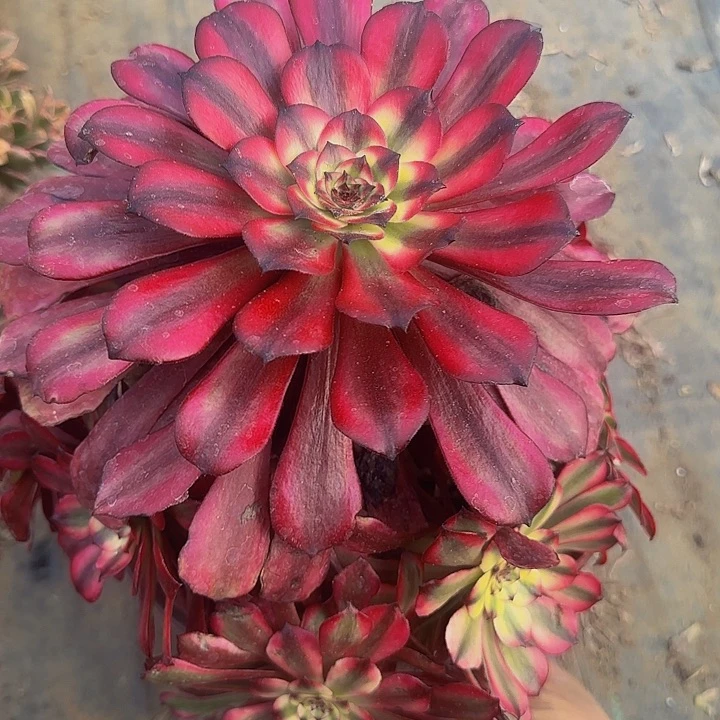 美姬老桩尾货亏本福利