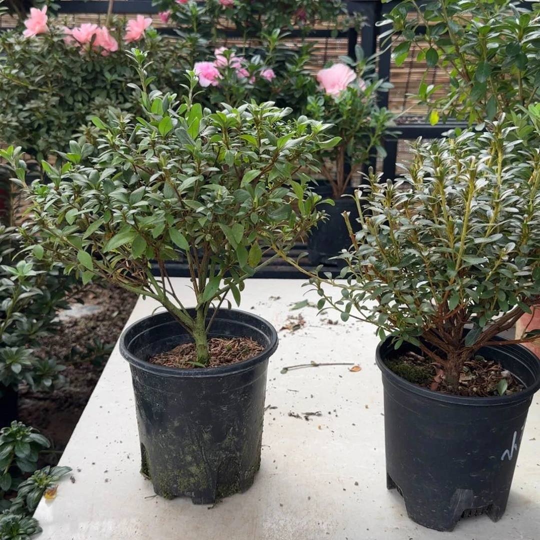 心***光完全开放菊姬 小菊