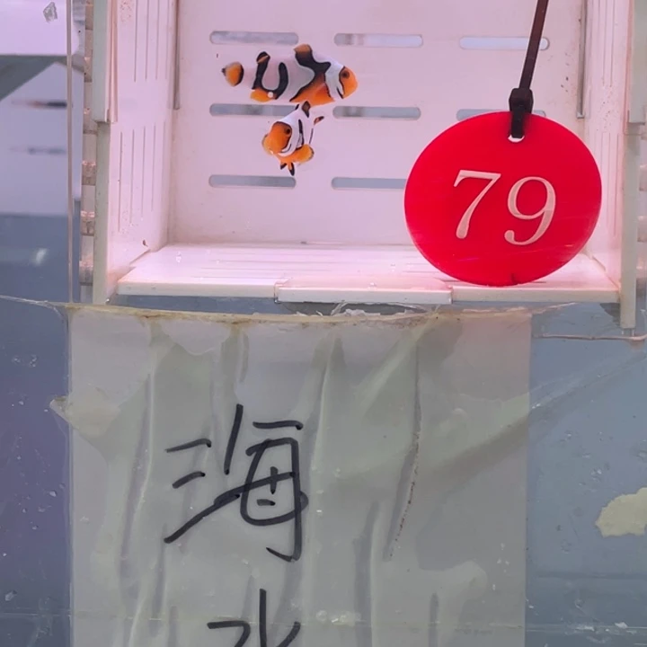 公2-5热带海域黑卡毕加索2条2.5-3