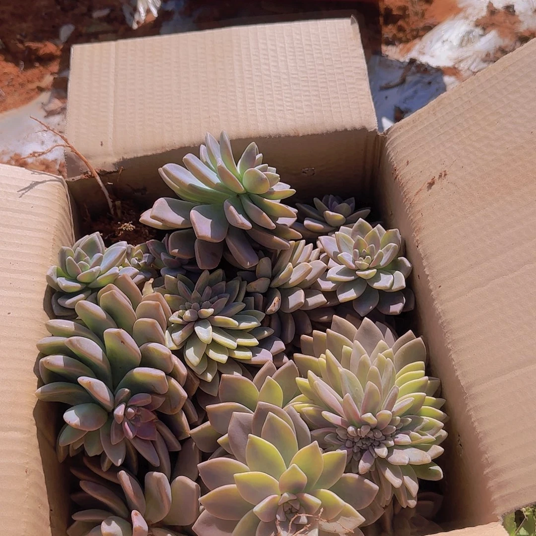 箱拍淡雪多肉轻微断肢不售后看好在拍