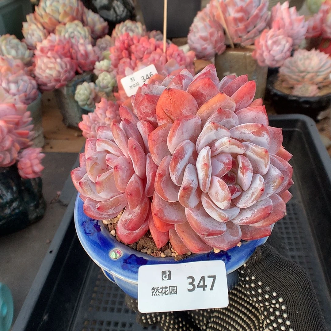 347雪天使多肉植物66666