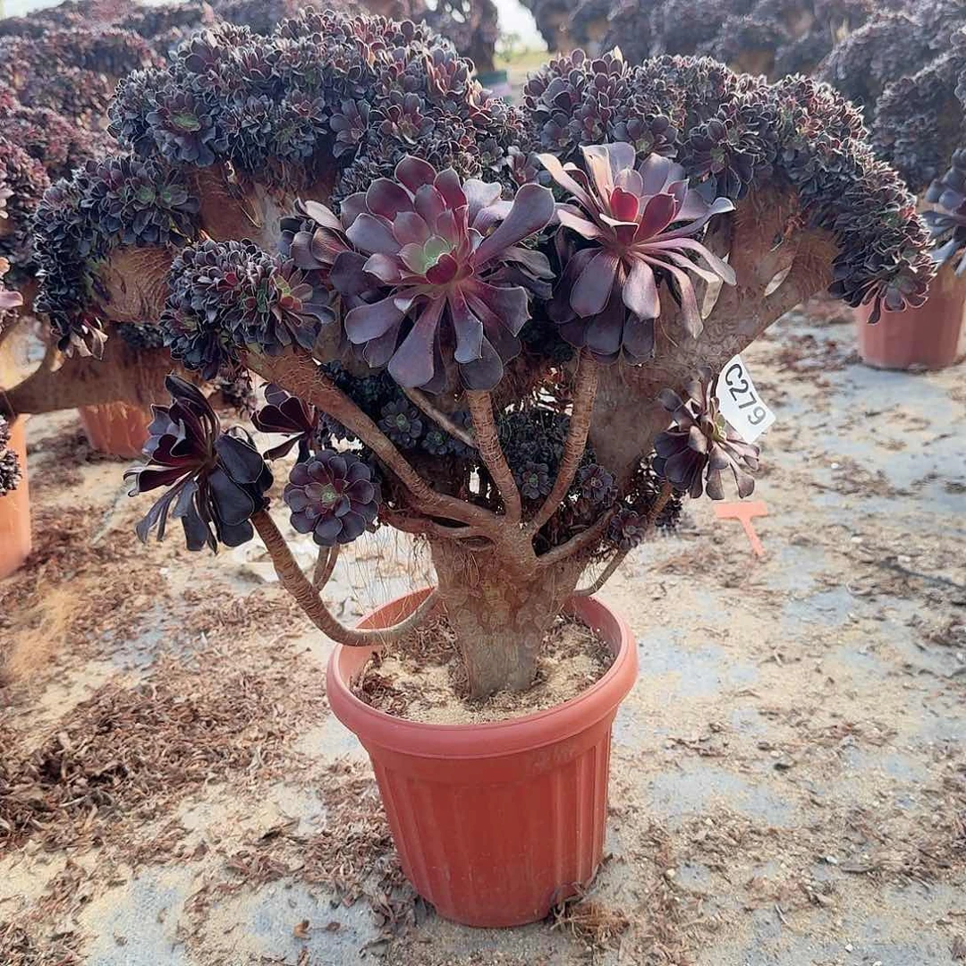 279欧紫朵朵一颗呀呀