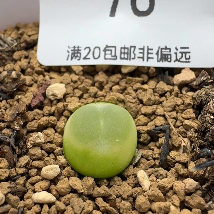 拉登1200带盆土。        76