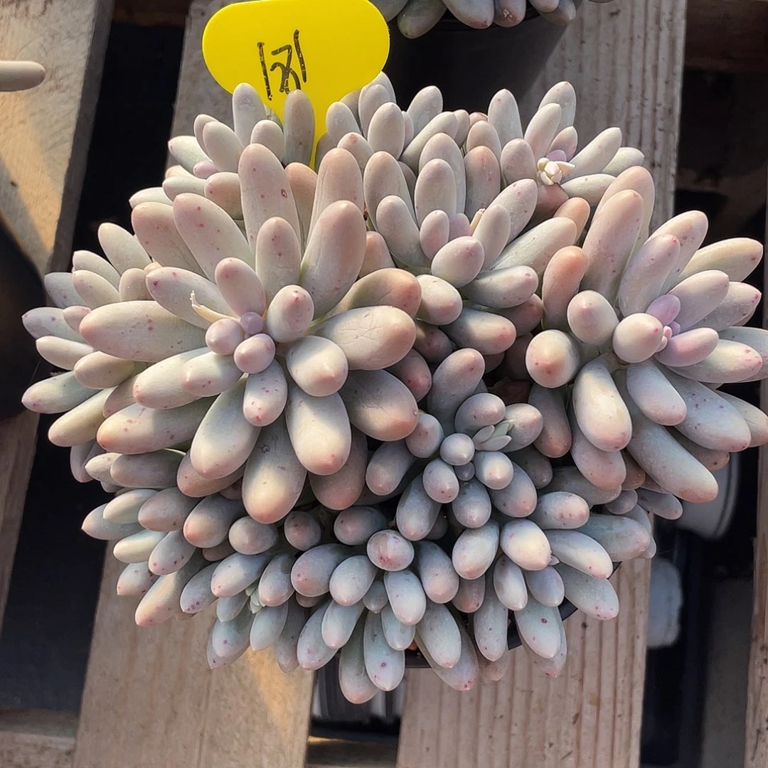 大叶汤圆多肉植物181