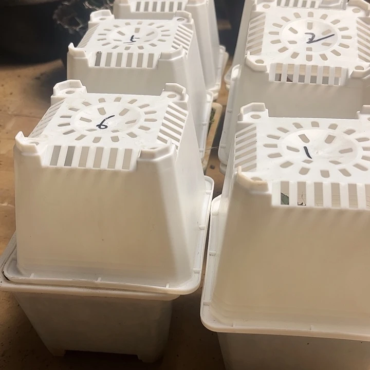 蚀***璇龙舌兰仁王冠实生