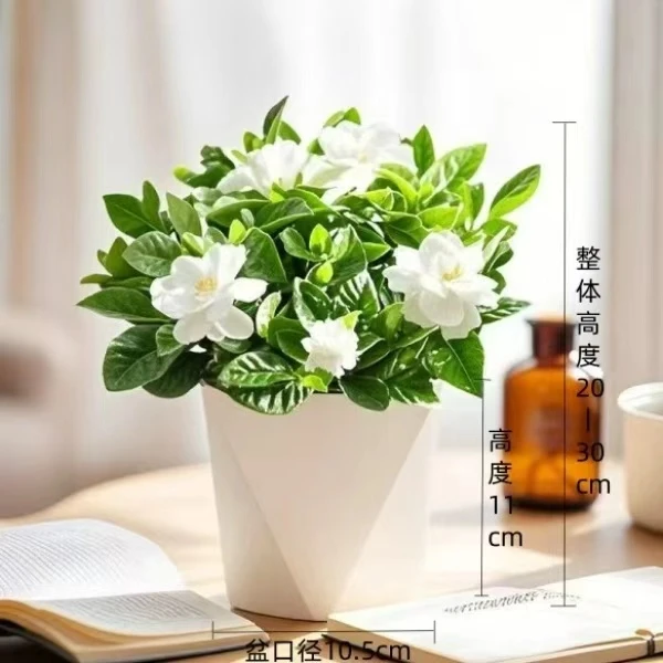 .浓香型栀子花盆栽室内四季开花好养活绿植花卉