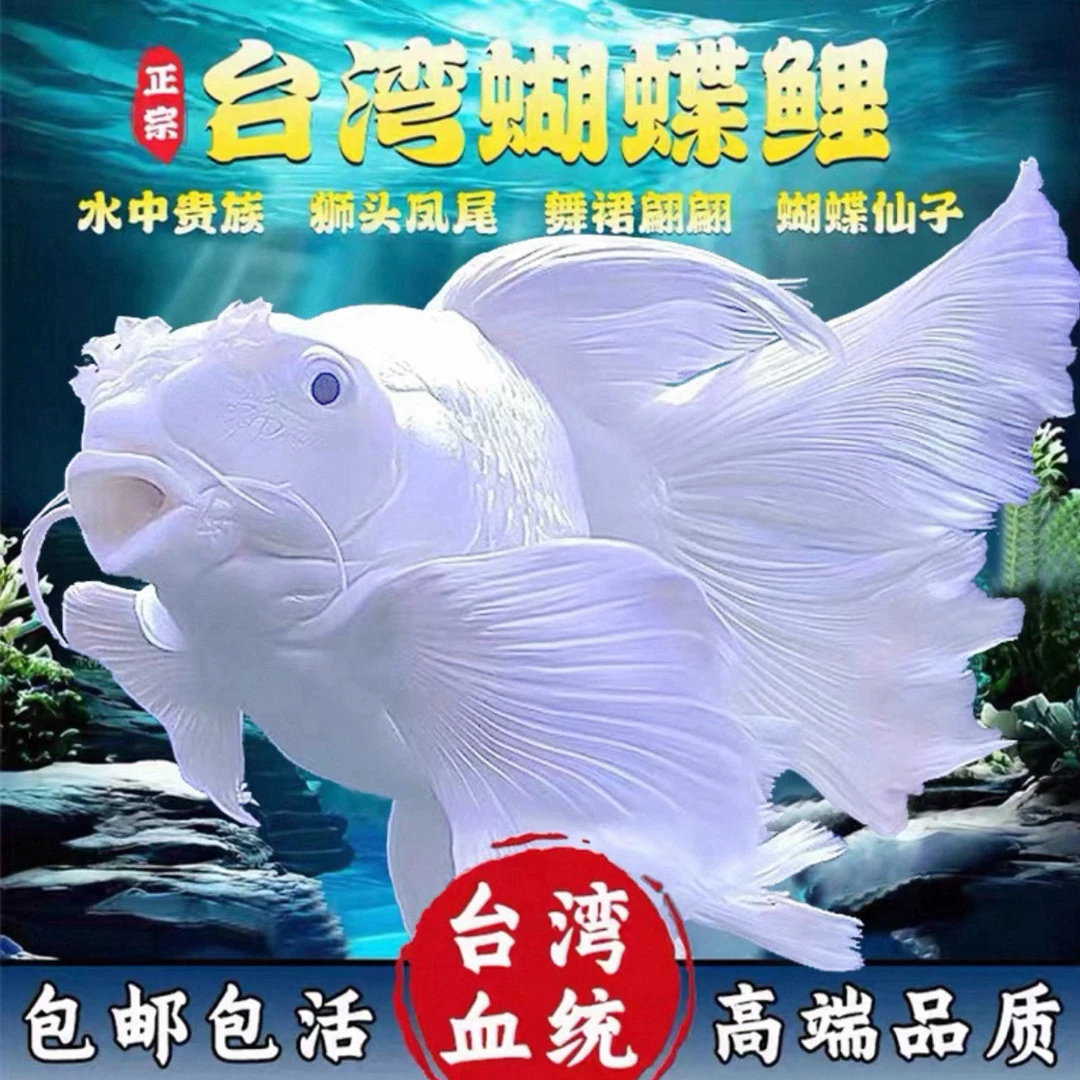 A11-13公分纯种台系蝴蝶鲤狮子头短身石膏白发鳍发尾可混养