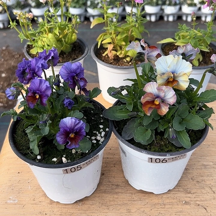 红陶抖音直播闪拍105-106