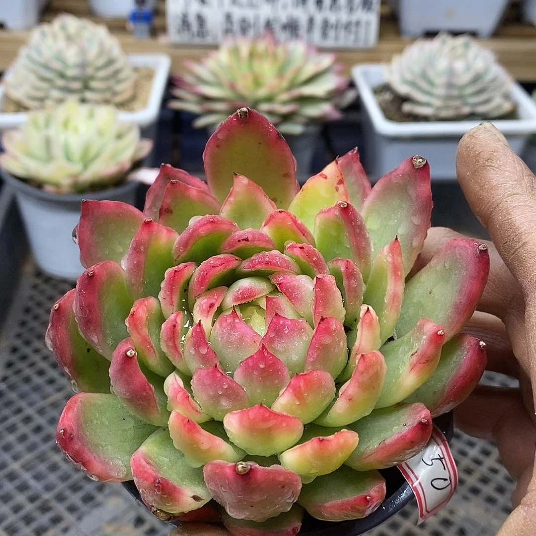 3050 水晶珍妮锦