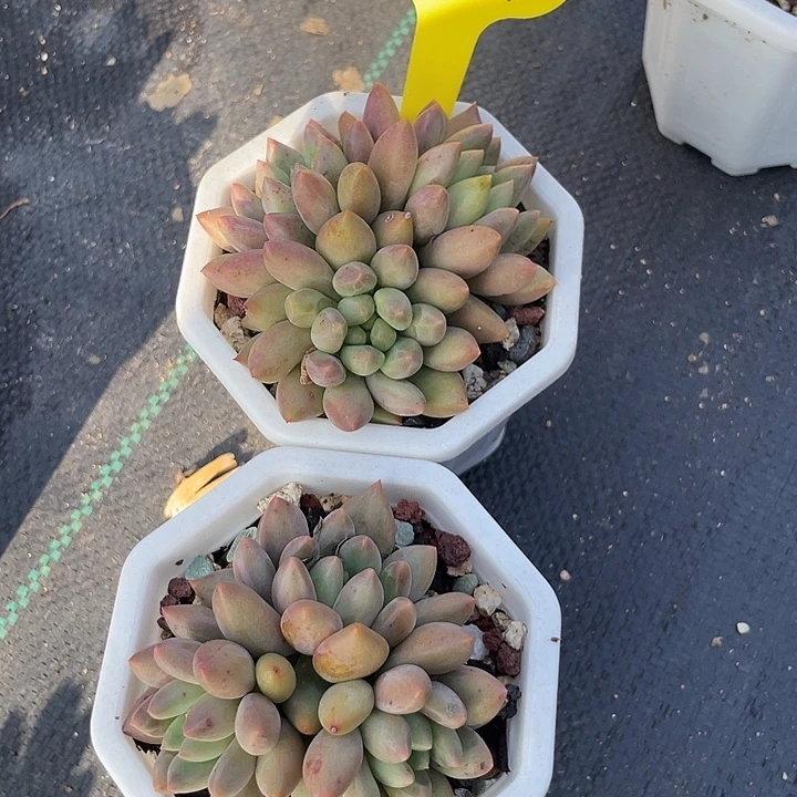 两盆红蜻蜓多肉植物297
