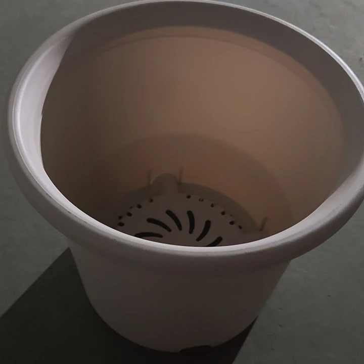 四季6号灰白无托10个特价微瑕