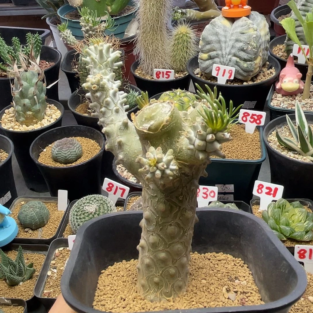 老桩钟馗奇峰锦属仙人球