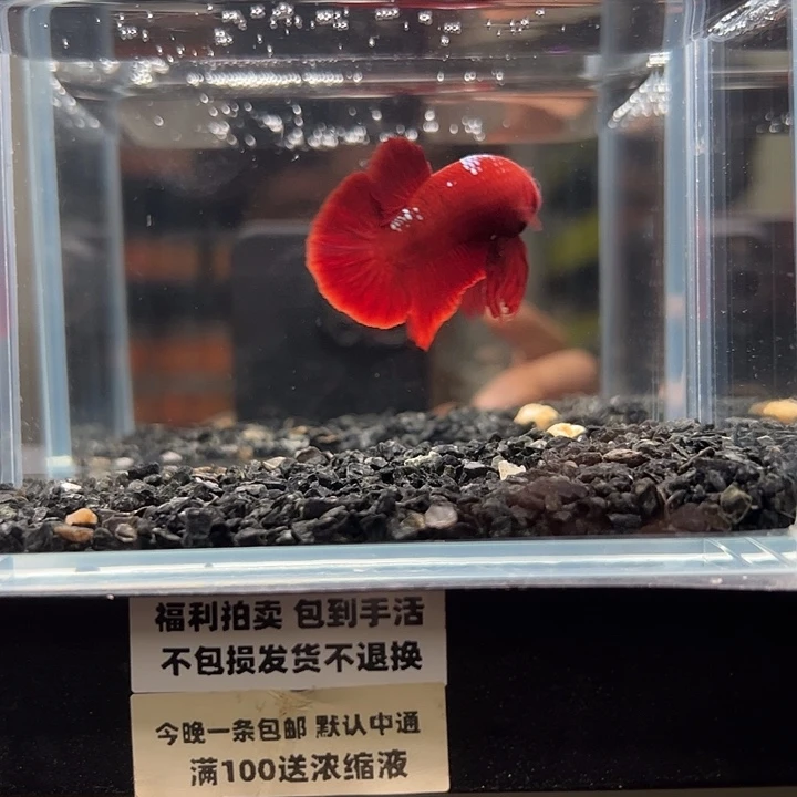 斗鱼竞拍跑单拉黑18日126