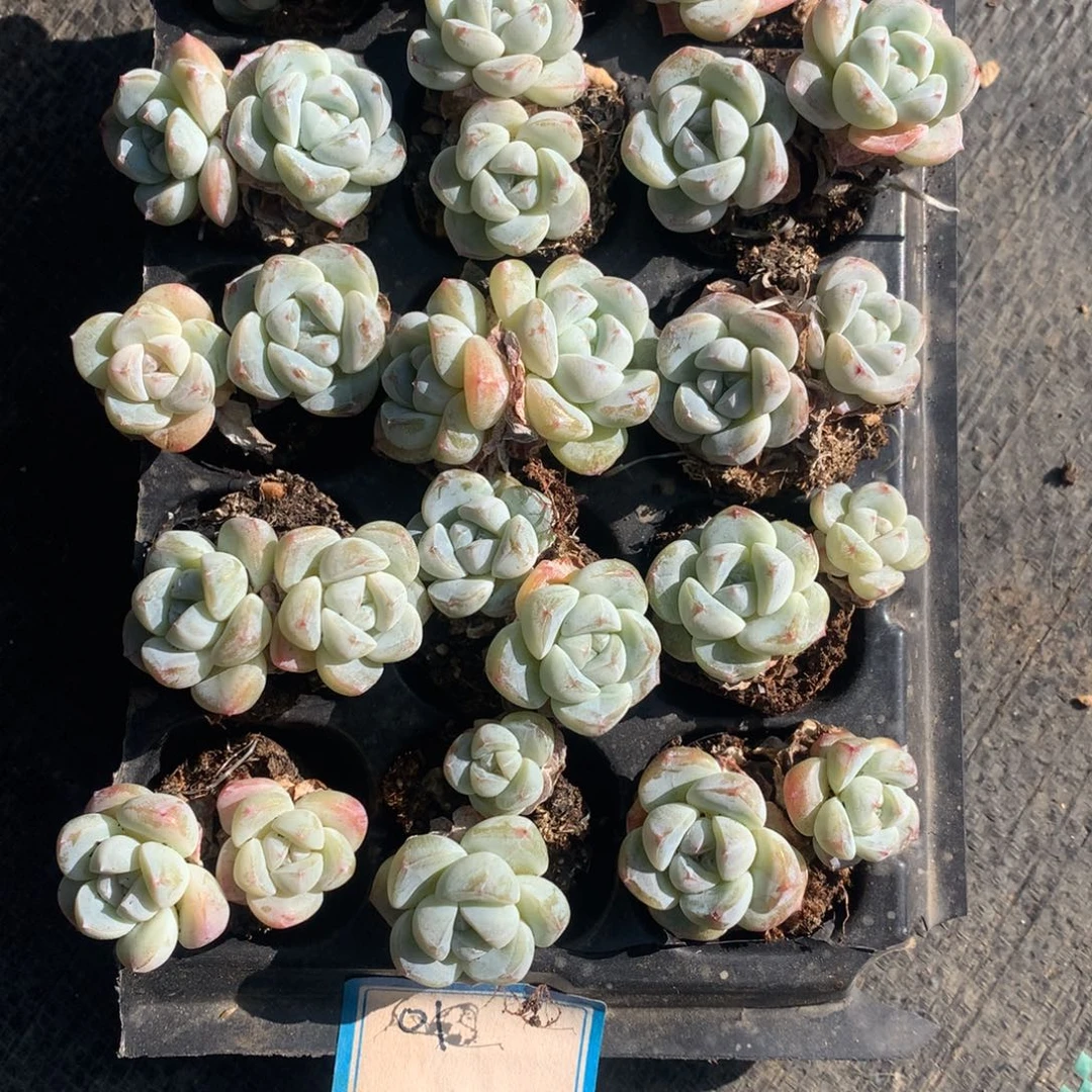 01糖心冰玉双头尺寸小