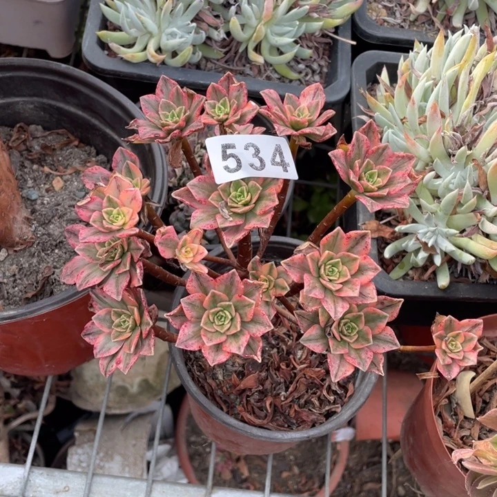 用***9小甜茶多肉植物534号