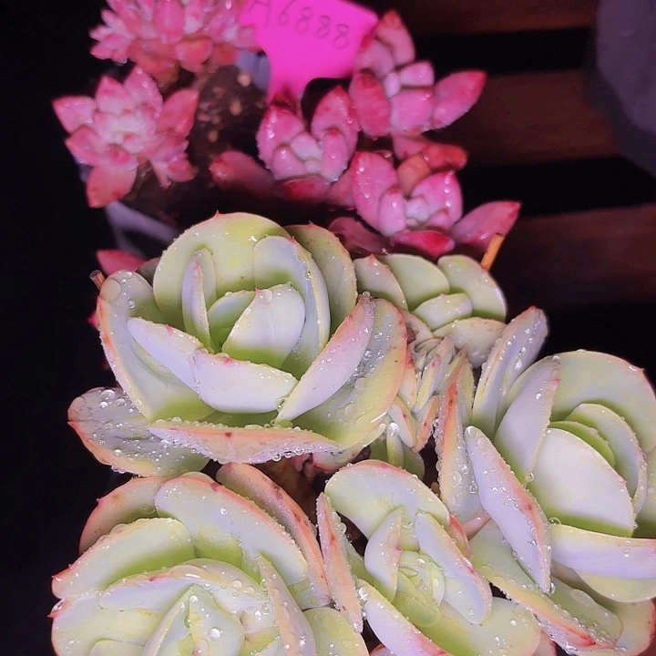 香碧桃一物一拍A6888..