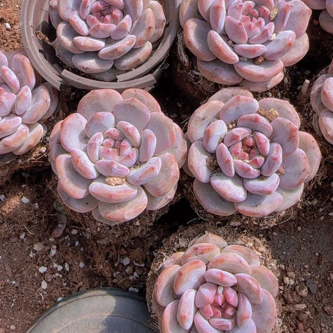 九厘米盆石榴籽10颗多肉