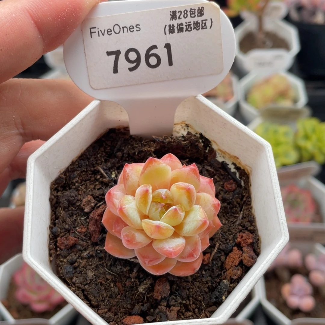 冰冰7961-3.5厘米