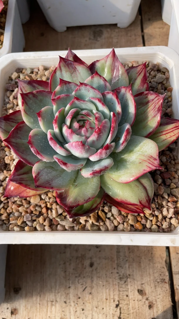 惊鸿仙子一物一拍