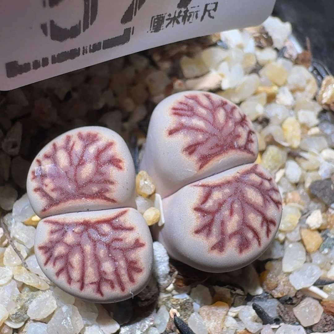 zzzzz精品生石花599