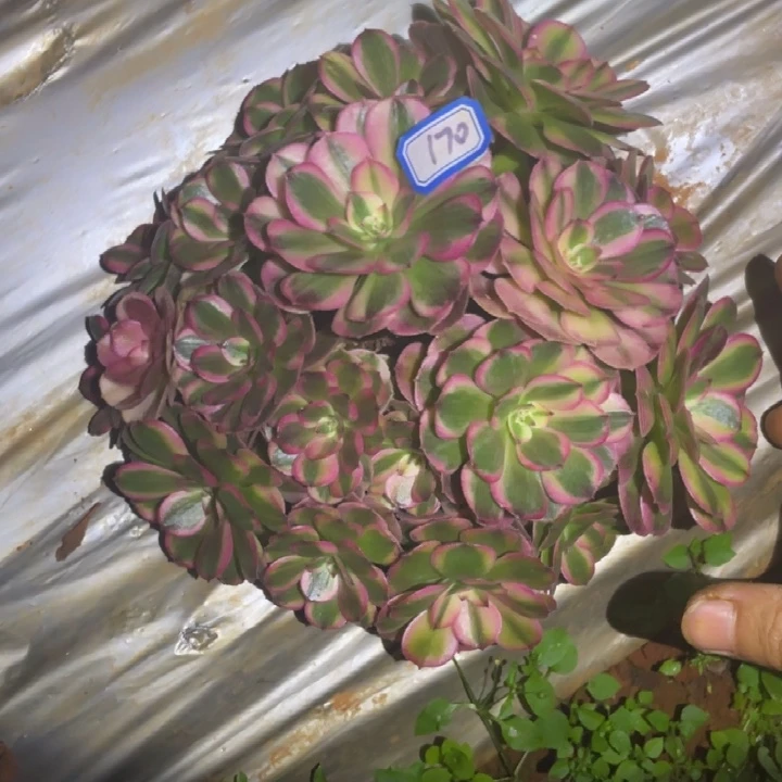 170，荔枝绣球法师锦锦