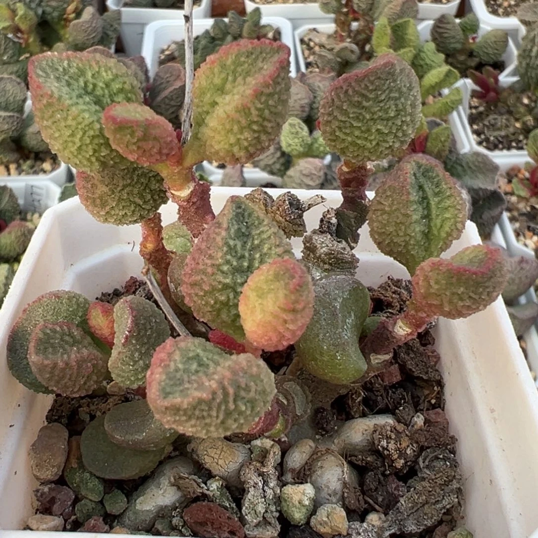 水蜜桃多头纯木质桩多肉植物