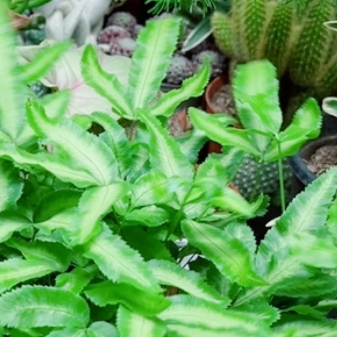 银脉凤尾蕨室内耐阴蕨类植物净化空气桌面花卉