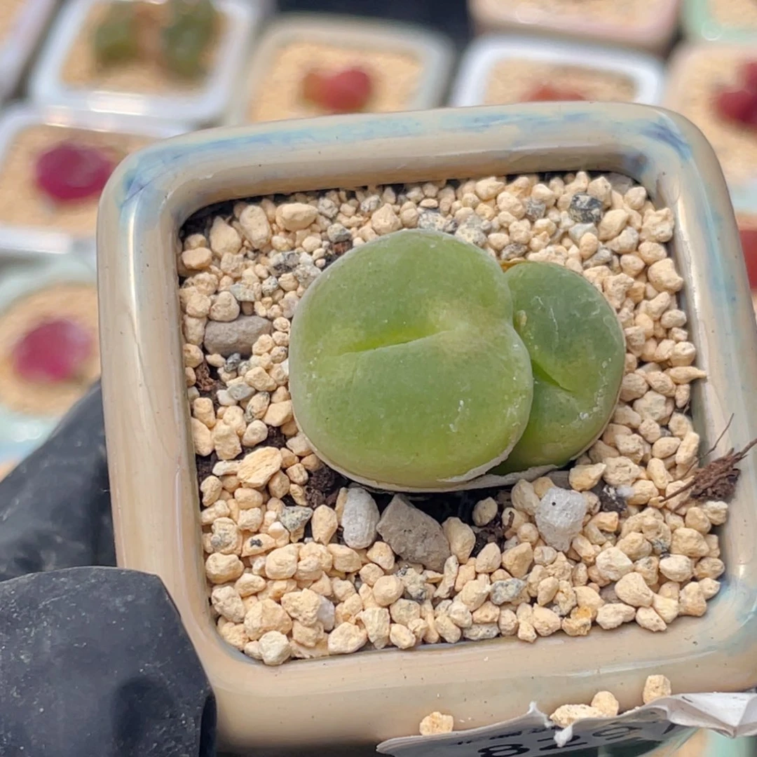 无花朵8614--一物一拍带盆