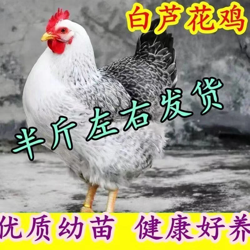 到手12只白鲁花鸡大品种宠物活体包邮