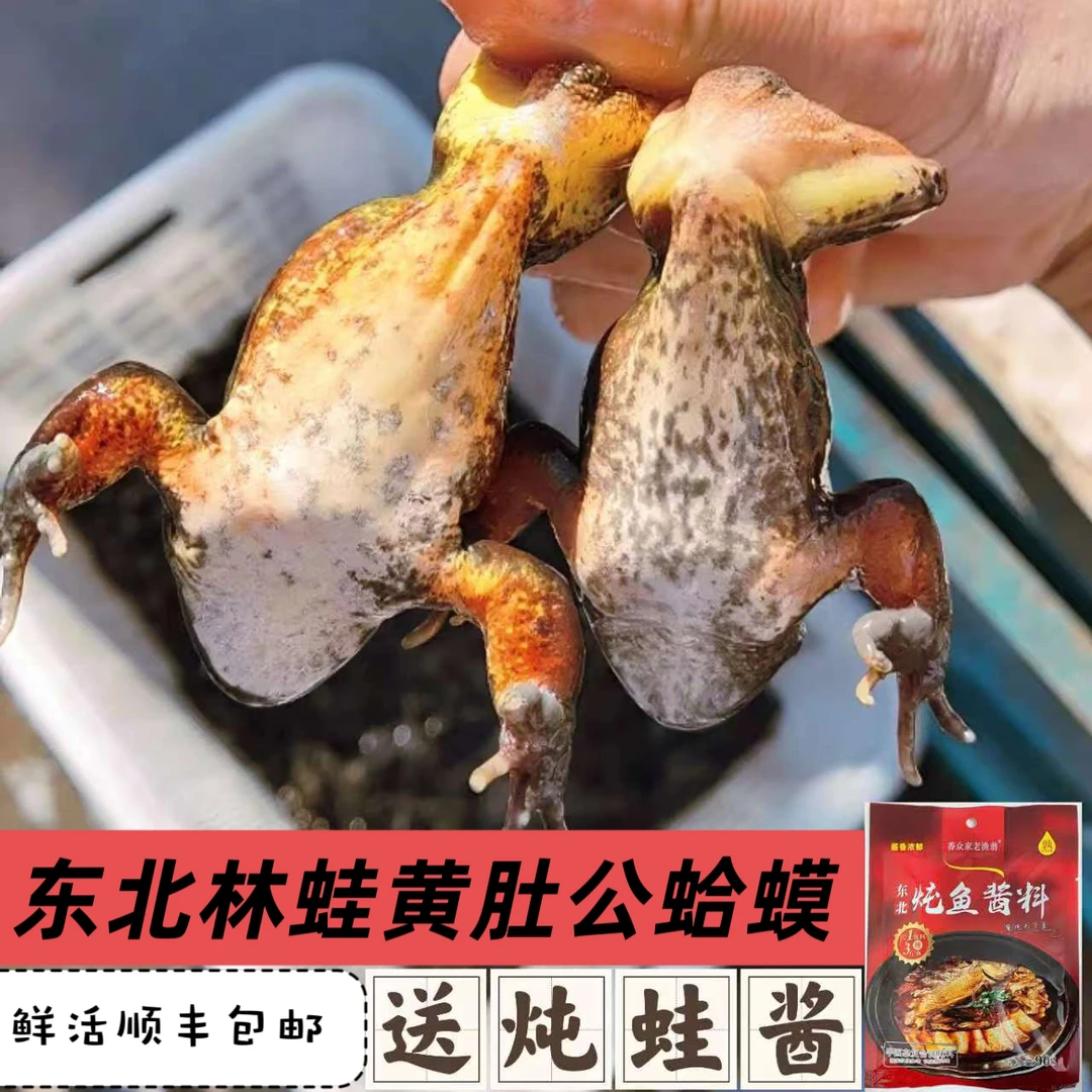 东北吉林当地林蛙公蛤蟆原生态黄肚公蛙鲜活包邮顺丰送货上门送酱
