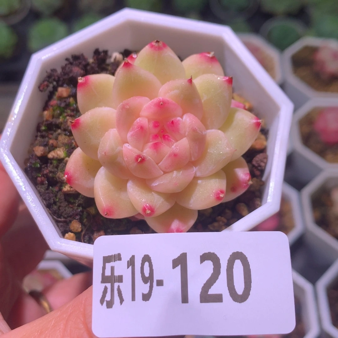 乐然19-120 精选糖心 微瑕