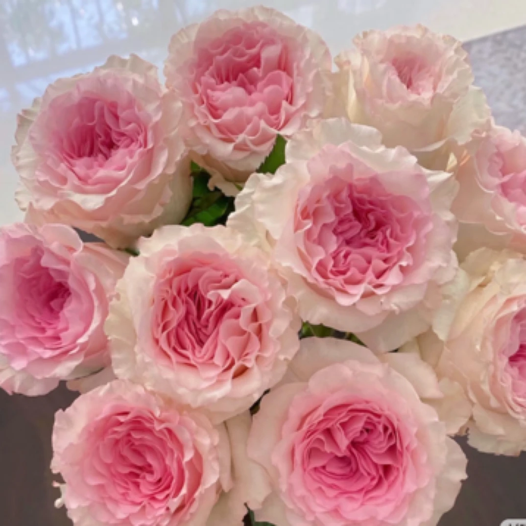 洛神 （有盲芽）烫头玫瑰 扦插原盆发货 苗情参考直播间