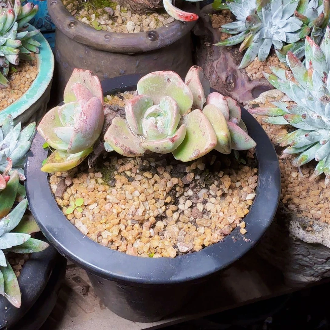 1717泡芙苹果叶多肉