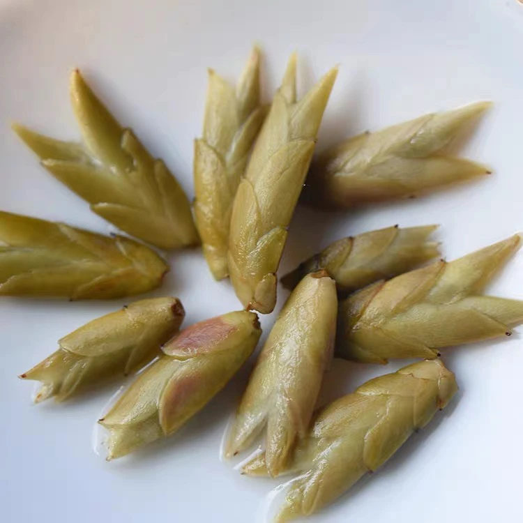 云南高黎贡山（立春茶）白芽苞
