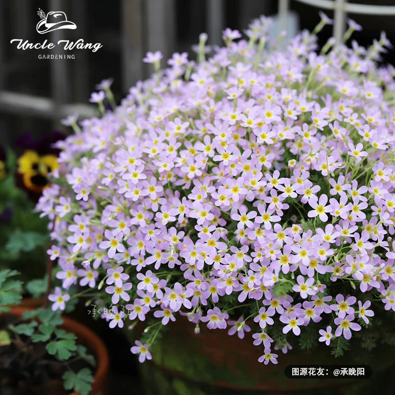 种花王大爷 安徽羽叶报春花卉植物花量大耐寒阳台庭院