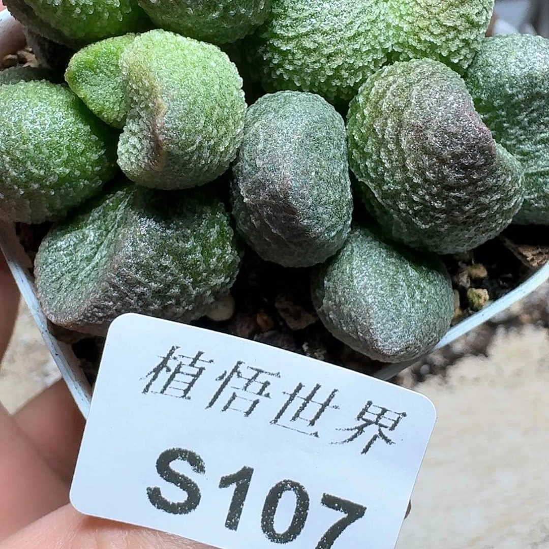 107号多肉植物哇s