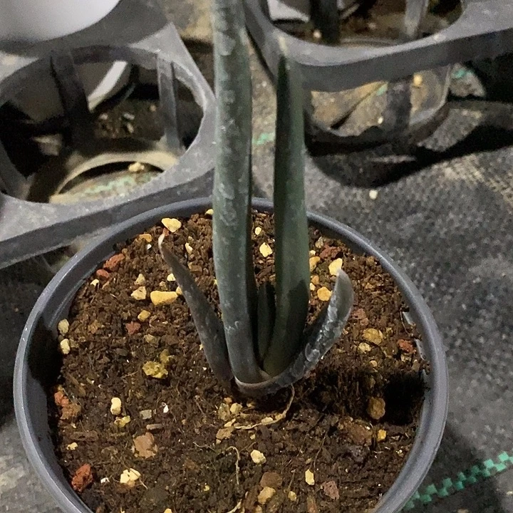 完美主义者勿拍所赞芦荟