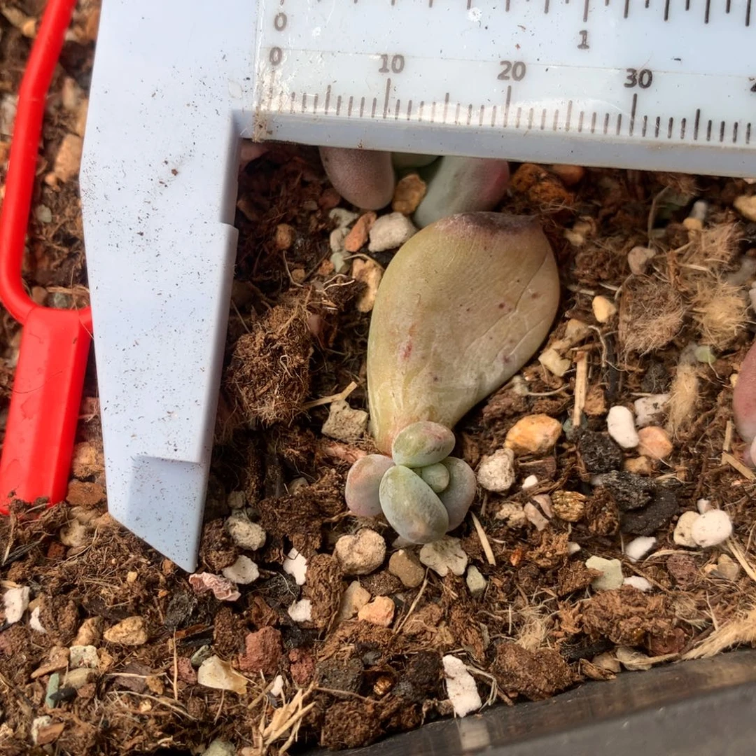 加菲猫 精品韩国奶酪多肉