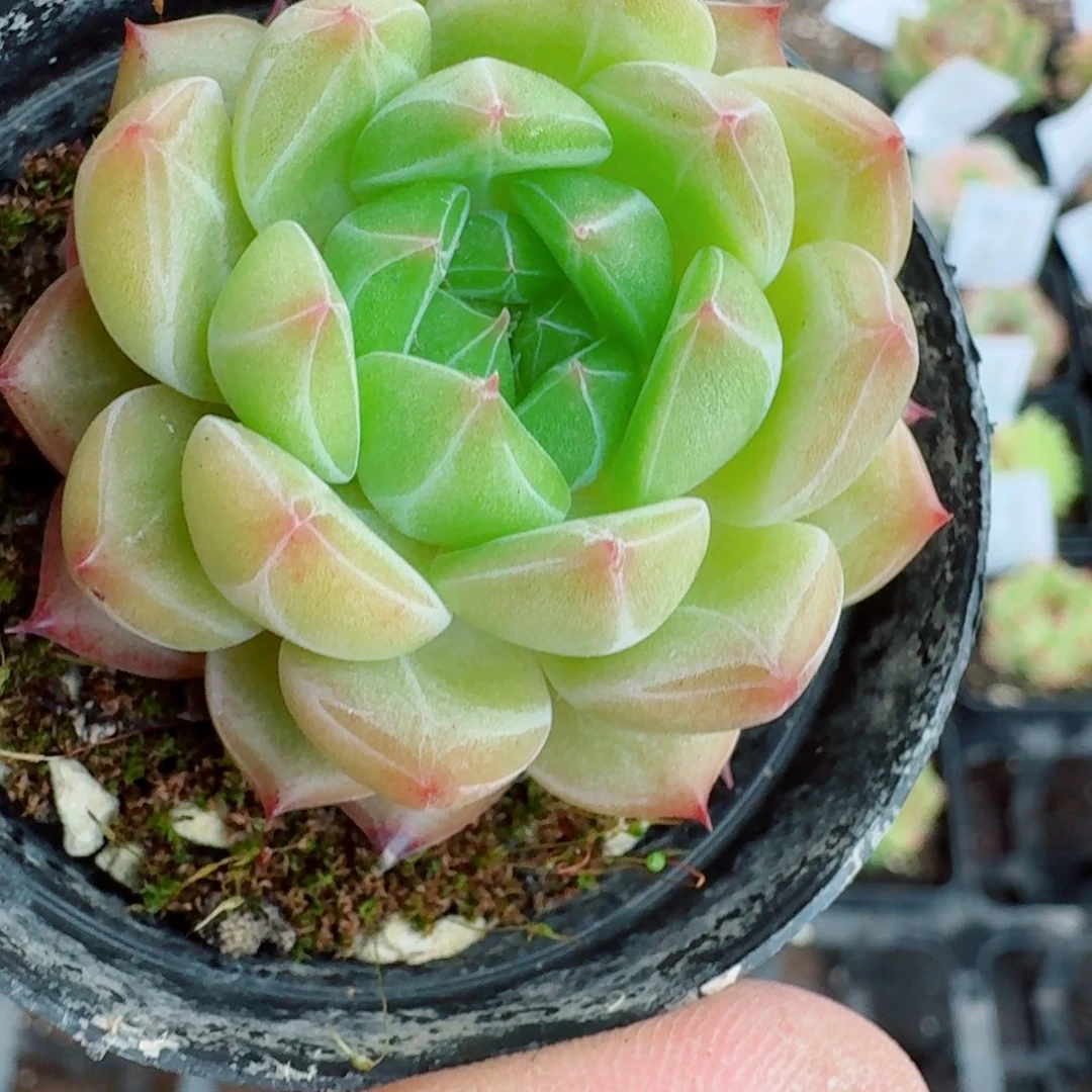 多肉杂交一物一拍21-97