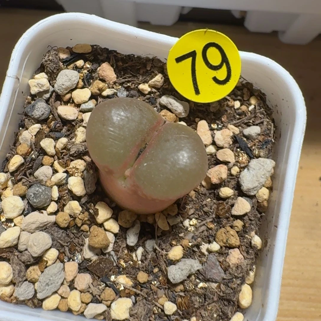 迪**特79..........多肉...